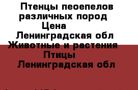 Птенцы пеоепелов различных пород › Цена ­ 50 - Ленинградская обл. Животные и растения » Птицы   . Ленинградская обл.